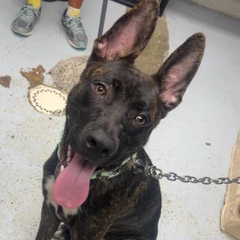 Dredd -  German Shepherd Dog and Pit Bull Terrier Dog for Adoption in Uniontown, Pennsylvania - Dredd | PetCurious