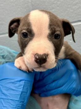 Wasabi -  Mixed Breed Dog for Adoption in Wichita, Kansas - Wasabi | PetCurious