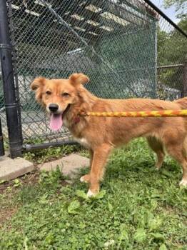 Cali -  Golden Retriever and Mixed Breed Dog for Adoption in Morristown, New Jersey - Cali | PetCurious