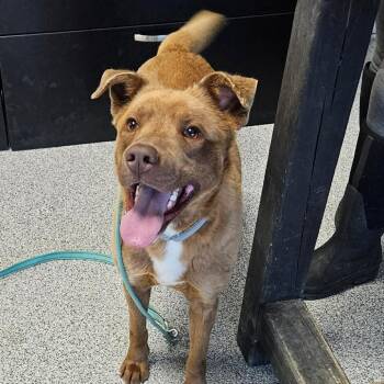 Ozzy -  Chesapeake Bay Retriever and Border Collie Dog for Adoption in Monticello, Iowa - Ozzy | PetCurious