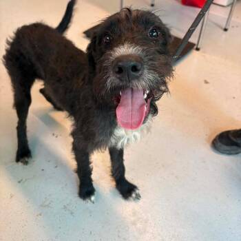 Frisco -  Mixed Breed Dog for Adoption in Huntington, West Virginia - Frisco | PetCurious