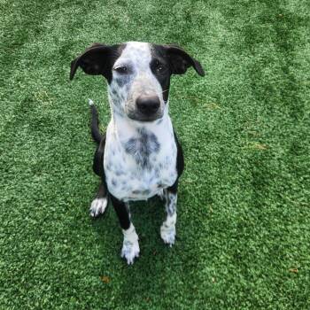Piper -  German Shorthaired Pointer Dog for Adoption in Brockton, Massachusetts - Piper | PetCurious