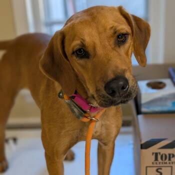 Jill -  Labrador Retriever and Mixed Breed Dog for Adoption in Riverwoods, Illinois - Jill | PetCurious