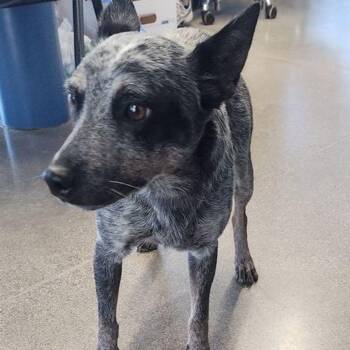 Maleficent -  Australian Cattle Dog Blue Heeler Dog for Adoption in Kingman, Arizona - Maleficent | PetCurious