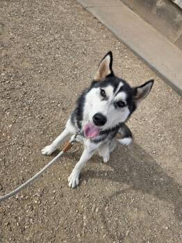 Rescue Husky Dogs for Adoption in Roosevelt, Utah - Boone | PetCurious