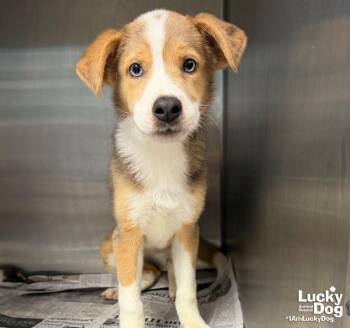 Merledean -  Australian Shepherd and Border Collie Dog for Adoption in Washington, District Of Columbia - Merledean | PetCurious