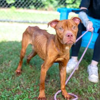 Pasto -  Mixed Breed Dog for Adoption in Chamblee, Georgia - Pasto | PetCurious