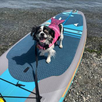 Greta -  Japanese Chin Dog for Adoption in Silvana, Washington - Greta | PetCurious