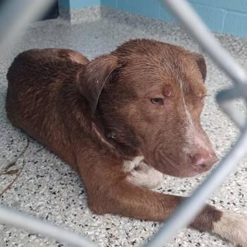 Labrador Retriever and American Staffordshire Terrier Dogs Available for Adoption in Hattiesburg, Mississippi - Grant | PetCurious