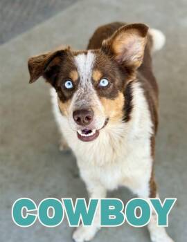 Cowboy -  Australian Cattle Dog Blue Heeler and Border Collie Dog for Adoption in Shalimar, Florida - Cowboy | PetCurious