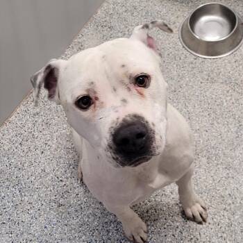 Dime -  Pit Bull Terrier Dog for Adoption in Murray, Utah - Dime | PetCurious