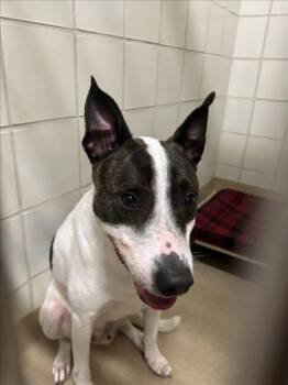 Bull Terrier Dogs Available for Adoption in Derwood, Maryland - KOBE BAP | PetCurious