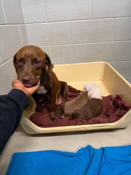 Mama Graham -  Chocolate Labrador Retriever and Terrier Dog for Adoption in Holly Springs, North Carolina - Mama Graham | PetCurious