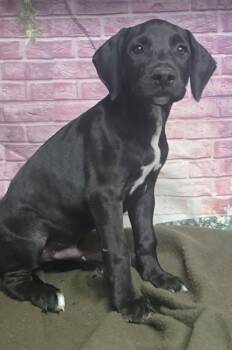 Bane -  Great Dane and Labrador Retriever Dog for Adoption in Sedalia, Colorado - Bane | PetCurious