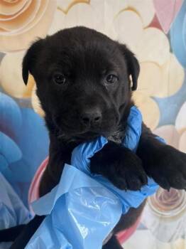 Rescue Labrador Retriever and Mixed Breed Dogs for Adoption in San Antonio, Texas - Beaumont | PetCurious