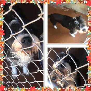 Rescue Terrier Dogs for Adoption in Buckhannon, West Virginia - BAILEY JO | PetCurious