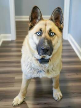 Husky and Mixed Breed Dogs Available for Adoption - Mufasa | PetCurious