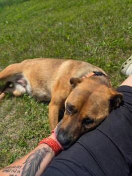 Vienna -  German Shepherd Dog and Mixed Breed Dog for Adoption in Crandon, Wisconsin - Vienna | PetCurious