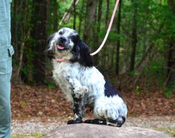Setter Dogs Available for Adoption in Willingboro, New Jersey - Cassie | PetCurious