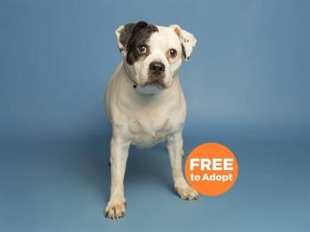 Beagle and Pit Bull Terrier Dogs Available for Adoption in Phoenix, Arizona - BESSIE | PetCurious