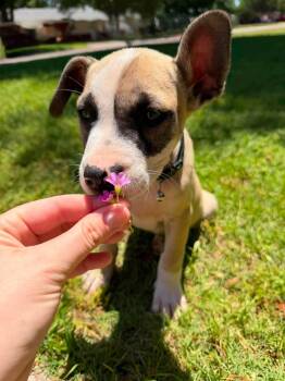 Mastiff Dogs Available for Adoption in Wichita Falls, Texas - Rocky | PetCurious