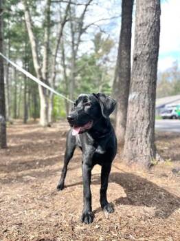 Labrador Retriever and Shepherd Dogs Available for Adoption in Muskegon, Michigan - Echo | PetCurious