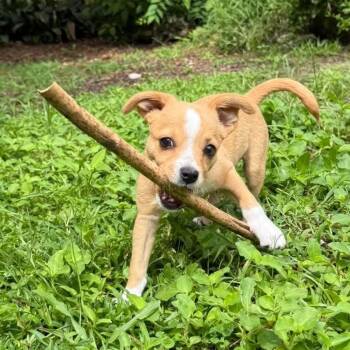 Marsh -  Mixed Breed Dog for Adoption in Williston, Florida - Marsh | PetCurious