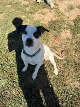 Rescue Catahoula Leopard Dog Dogs for Adoption in Augusta, West Virginia - Lady | PetCurious