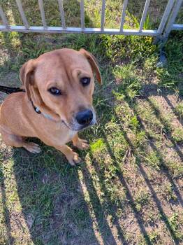 Daisy -  Labrador Retriever Dog for Adoption in Bristol, Vermont - Daisy | PetCurious