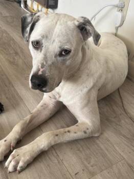 Buddy -  Mixed Breed Dog for Adoption in Yellville, Arkansas - Buddy | PetCurious