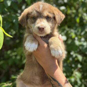 Mixed Breed Dogs Available for Adoption in Buffalo, Minnesota - Tetra | PetCurious