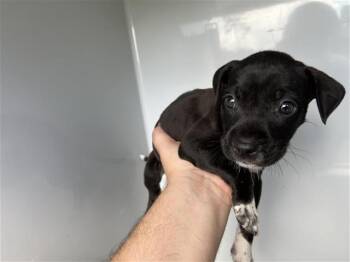 Chihuahua and Mixed Breed Dogs Available for Adoption in Houston, Texas - A656598 | PetCurious