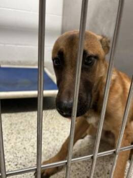 Tony stark - ADOPTED -  Mixed Breed Dog for Adoption in Atlanta, Georgia - Tony Stark - ADOPTED | PetCurious