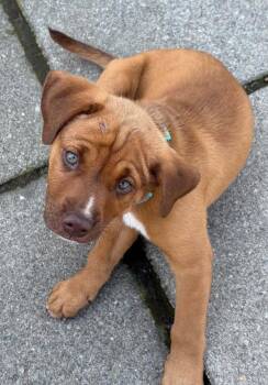 Stormy -  Mixed Breed Dog Available for Adoption - Stormy | PetCurious