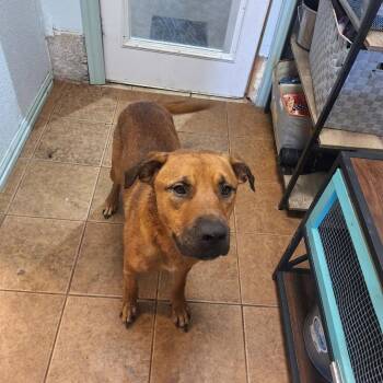 Sully -  Rhodesian Ridgeback Dog for Adoption in Madill, Oklahoma - Sully | PetCurious