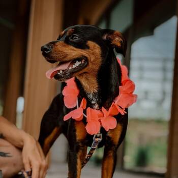 Lola -  Miniature Pinscher Dog for Adoption in Melbourne, Kentucky - Lola | PetCurious