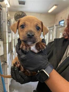 Labrador Retriever and Mixed Breed Dogs Available for Adoption in Corpus Christi, Texas - BACON | PetCurious