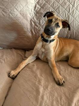 Roger -  Mixed Breed and Labrador Retriever Dog for Adoption in Valley Stream, New York - Roger | PetCurious