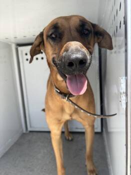 Eeyore -  Shepherd Dog for Adoption in Victorville, California - Eeyore | PetCurious