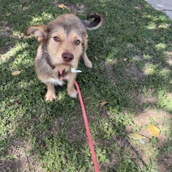 Reyna -  Cairn Terrier Dog for Adoption in Louise, Texas - Reyna | PetCurious