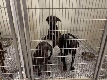north houston Ave pup 3 -  Labrador Retriever Dog for Adoption in Humble, Texas - North Houston Ave Pup 3 | PetCurious