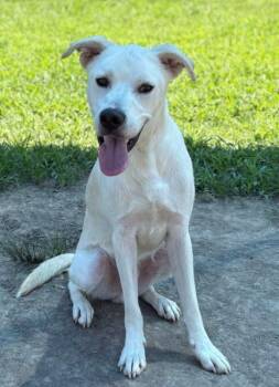 Rescue Husky Dogs for Adoption in Virginia Beach, Virginia - 180272 Lucian | PetCurious