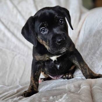 Mixed Breed Dogs Available for Adoption - Rose Pup - Duncan | PetCurious