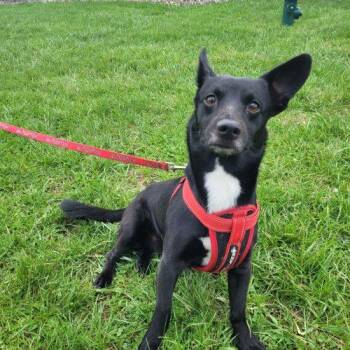 Corgi and Dachshund Dogs Available for Adoption in Frankfort, Kentucky - Rizzo 5736 D | PetCurious