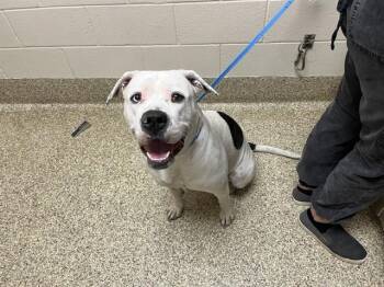 Pit Bull Terrier and Mixed Breed Dogs Available for Adoption - MAMA CASS | PetCurious