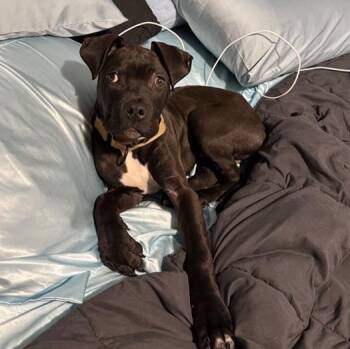 Pit Bull Terrier Dogs Available for Adoption in Detroit, Michigan - Thor  | PetCurious