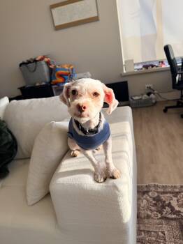 Dale -  Maltese and Chihuahua Dog for Adoption in Bloomfield Hills, Michigan - Dale | PetCurious