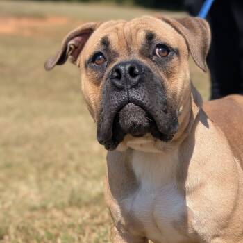 Rescue English Bulldog and Mixed Breed Dogs for Adoption in Tyrone, Georgia - Boudreaux 09-1618 | PetCurious