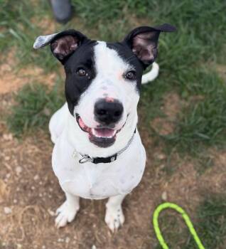Rescue Pit Bull Terrier Dogs for Adoption in Felton, Pennsylvania - Monty | PetCurious