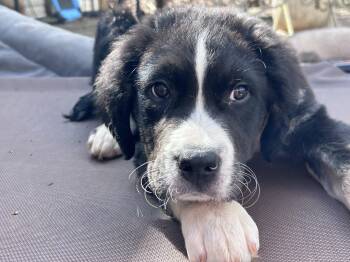 Bernese Mountain Dog and Australian Shepherd Dogs Available for Adoption - Riley 2026-86 | PetCurious